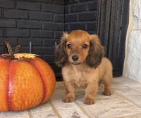 Liam, a male Miniature Dachshund for sale in Terrell, TX – 5 of 10