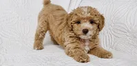 Duncan , a male Cockapoo for sale in Terrell, TX – 5 of 6