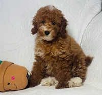 Cindy , a female Cockapoo for sale in Terrell, TX – 7 of 9