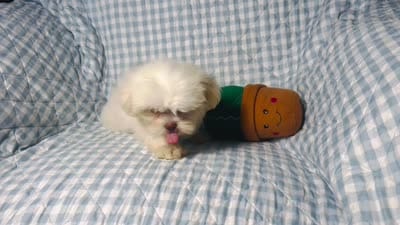 Connor , a male Shih Tzu for sale in Terrell, TX – 9 of 10