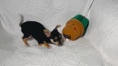 Princess, a female Chihuahua for sale in Terrell, TX – 9 of 10