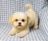 Connor , a male Shih Tzu for sale in Terrell, TX – 3 of 10
