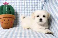 Tyson , a male Shihpoo for sale in Terrell, TX – 3 of 8
