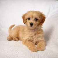 Amy , a female Maltipoo for sale in Terrell, TX – Photo 4 of 5