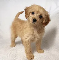 Amy , a female Maltipoo for sale in Terrell, TX – Photo 2 of 5