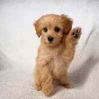 Amy , a female Maltipoo for sale in Terrell, TX – Photo 1 of 5