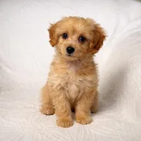 Amy , a female Maltipoo for sale in Terrell, TX – Photo 5 of 5