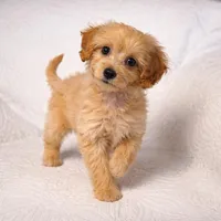 Amy , a female Maltipoo for sale in Terrell, TX – Photo 3 of 5