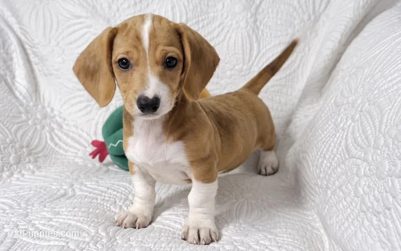 Hank  – Miniature Dachshund puppy for sale in Terrell, TX