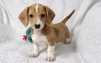 Hank , a male Miniature Dachshund for sale in Terrell, TX – 1 of 6