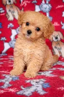 Bailey , a male Cavapoo for sale in Terrell, TX – Photo 2 of 4