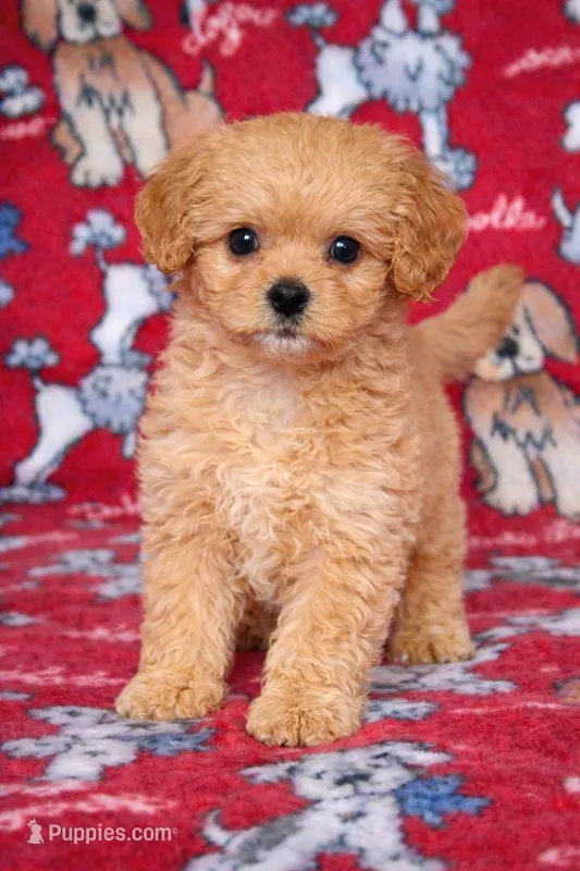 Bailey  – Cavapoo puppy for sale in Terrell, TX