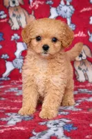 Bailey , a male Cavapoo for sale in Terrell, TX – Photo 1 of 4