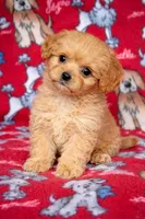 Bailey , a male Cavapoo for sale in Terrell, TX – Photo 4 of 4