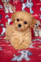 Bailey , a male Cavapoo for sale in Terrell, TX – Photo 3 of 4