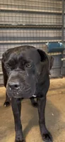 Royal, a female Cane Corso for sale in Fayetteville, NC – 4 of 6