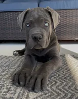 3, a female Cane Corso for sale in Fayetteville, NC – 3 of 4