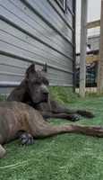 1, a male Cane Corso for sale in Fayetteville, NC – 2 of 9