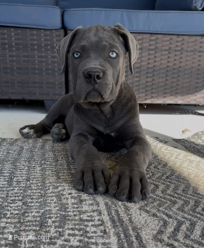 3 – Cane Corso puppy for sale in Fayetteville, NC