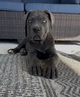 3, a female Cane Corso for sale in Fayetteville, NC – 1 of 4