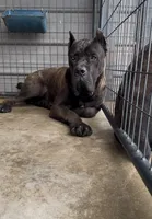 Blue, a male Cane Corso for sale in Fayetteville, NC – 3 of 3