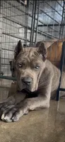 1, a male Cane Corso for sale in Fayetteville, NC – 7 of 9