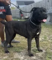 Royal, a female Cane Corso for sale in Fayetteville, NC – 5 of 6