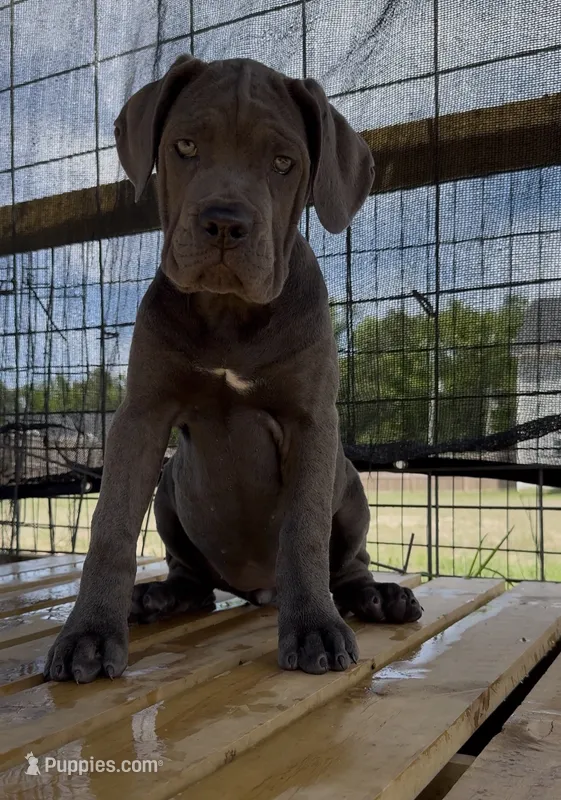4 – Cane Corso puppy for sale in Fayetteville, NC
