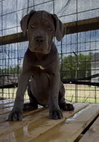 4, a female Cane Corso for sale in Fayetteville, NC – 1 of 4