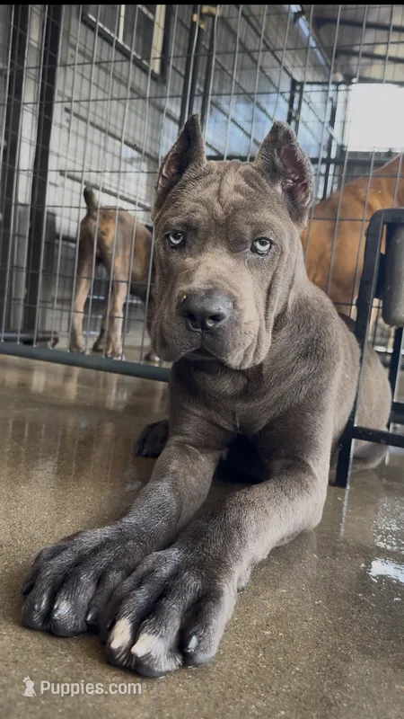 1 – Cane Corso puppy for sale in Fayetteville, NC