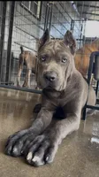 1, a male Cane Corso for sale in Fayetteville, NC – 5 of 9