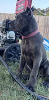 1, a male Cane Corso for sale in Fayetteville, NC – 3 of 5