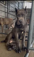 Texas, a male Cane Corso for sale in Fayetteville, NC – 1 of 4