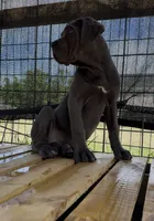 4, a female Cane Corso for sale in Fayetteville, NC – 2 of 4