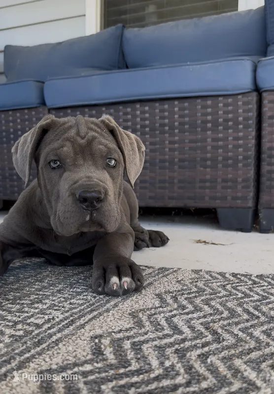 1 – Cane Corso puppy for sale in Fayetteville, NC