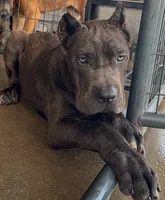 Texas, a male Cane Corso for sale in Fayetteville, NC – 4 of 4