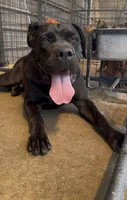 Royal, a female Cane Corso for sale in Fayetteville, NC – 2 of 6