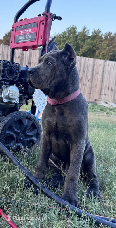 1 – Cane Corso puppy for sale in Fayetteville, NC