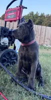 1, a male Cane Corso for sale in Fayetteville, NC – 1 of 5
