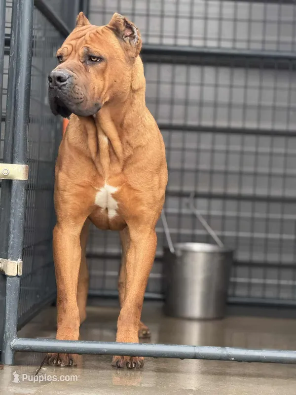 Hondo – Cane Corso puppy for sale in Fayetteville, NC