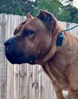 Hondo, a male Cane Corso for sale in Fayetteville, NC – 3 of 5