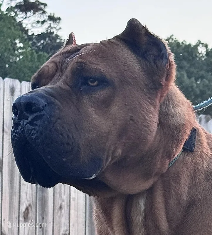 Hondo – Cane Corso puppy for sale in Fayetteville, NC