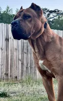Hondo, a male Cane Corso for sale in Fayetteville, NC – 2 of 5