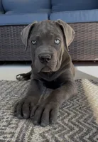 3, a female Cane Corso for sale in Fayetteville, NC – 2 of 4