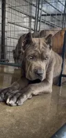 1, a male Cane Corso for sale in Fayetteville, NC – 9 of 9