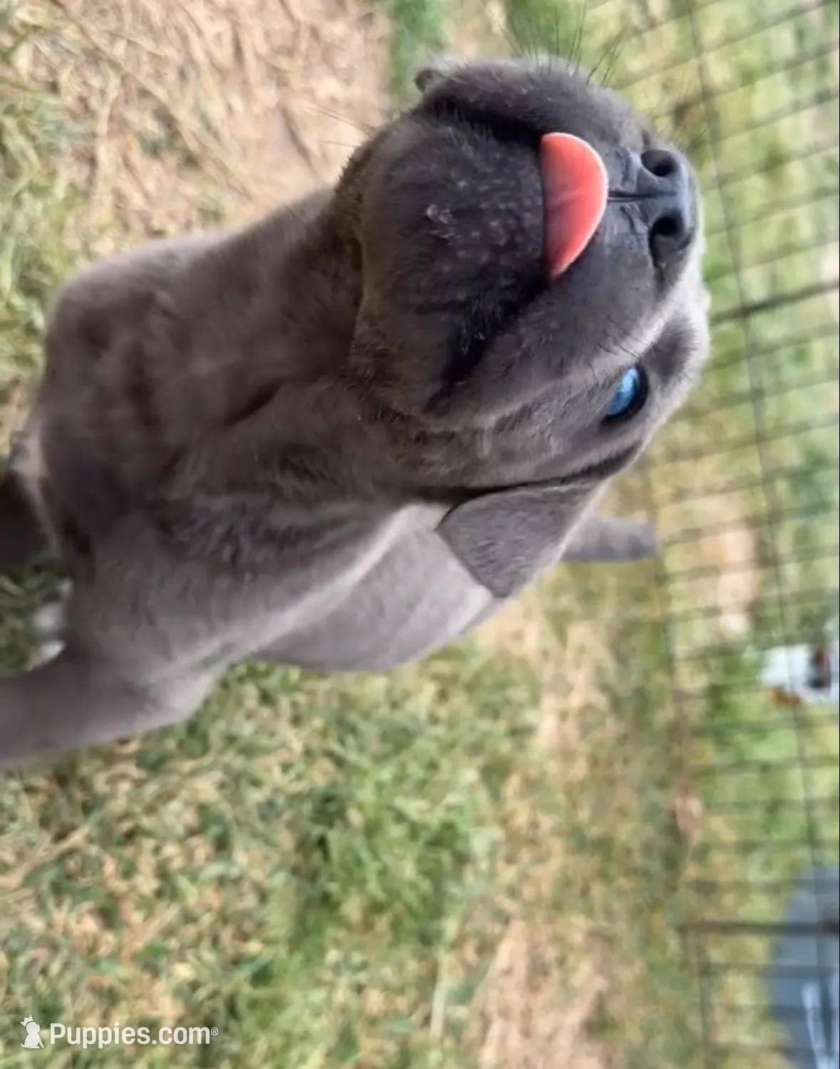 1, a male Cane Corso for sale in Fayetteville, NC – Photo 2 of 4