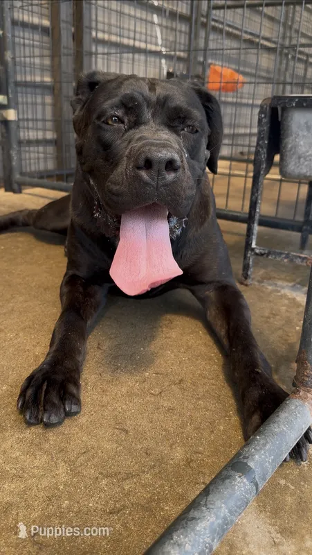 Royal – Cane Corso puppy for sale in Fayetteville, NC