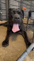 Royal, a female Cane Corso for sale in Fayetteville, NC – 1 of 6