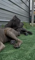 1, a male Cane Corso for sale in Fayetteville, NC – 3 of 9