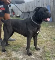 Royal, a female Cane Corso for sale in Fayetteville, NC – 6 of 6